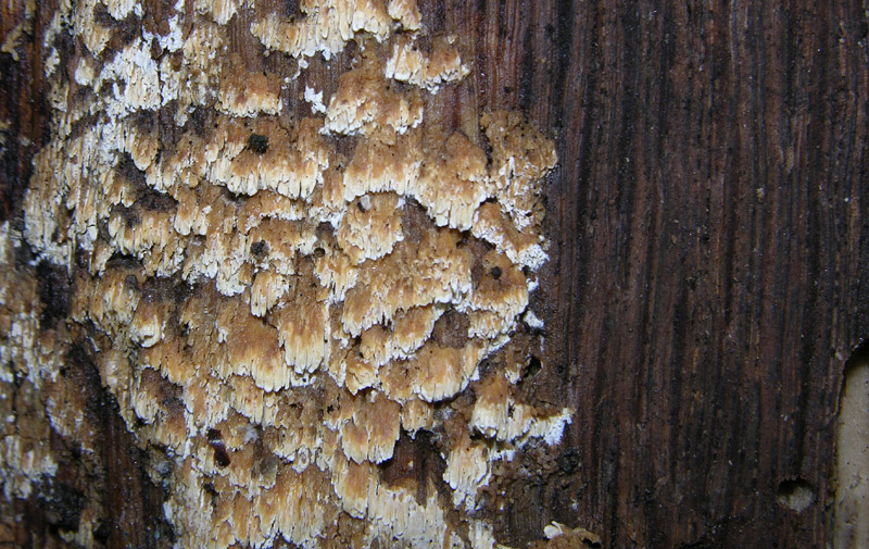 In bosco di Quercus cerris(3). (Schizopora paradoxa)